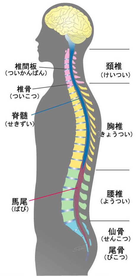 脊椎脊髄疾患